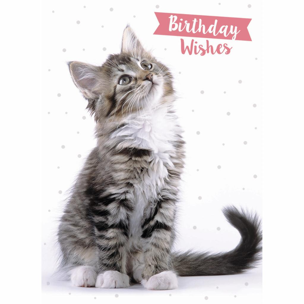 Animal Birthday Card - Tabby Cat 'Birthday Wishes'