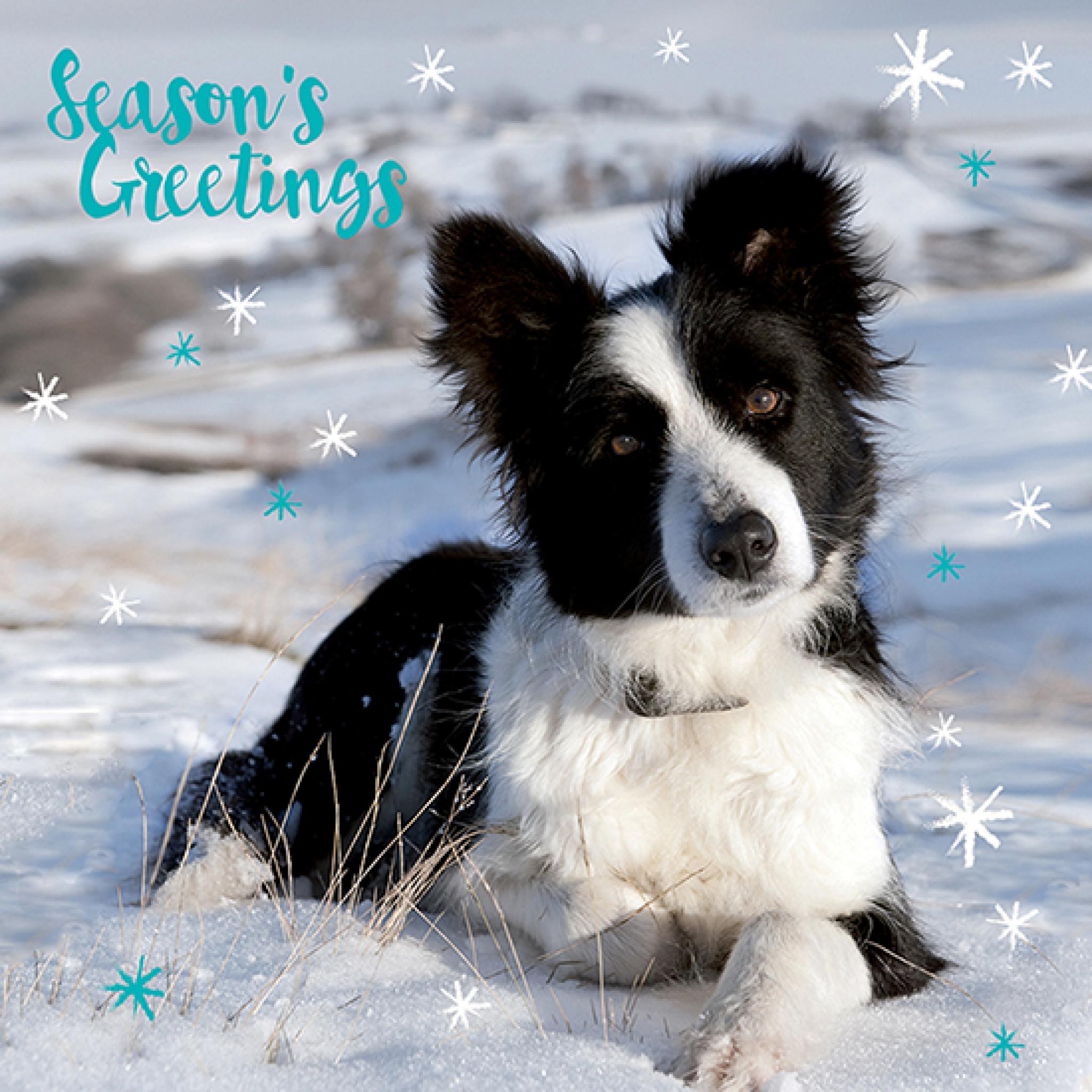 Charity Christmas Card Pack - Christmas Collie Wishes