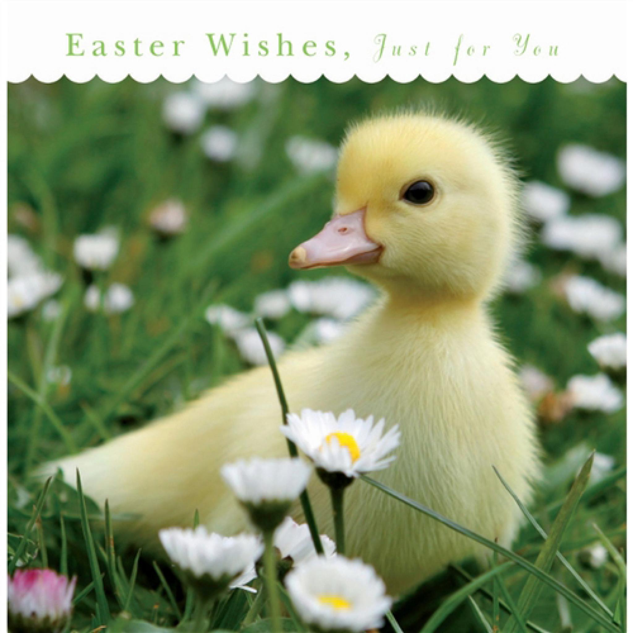 Easter Card Pack - Duckling