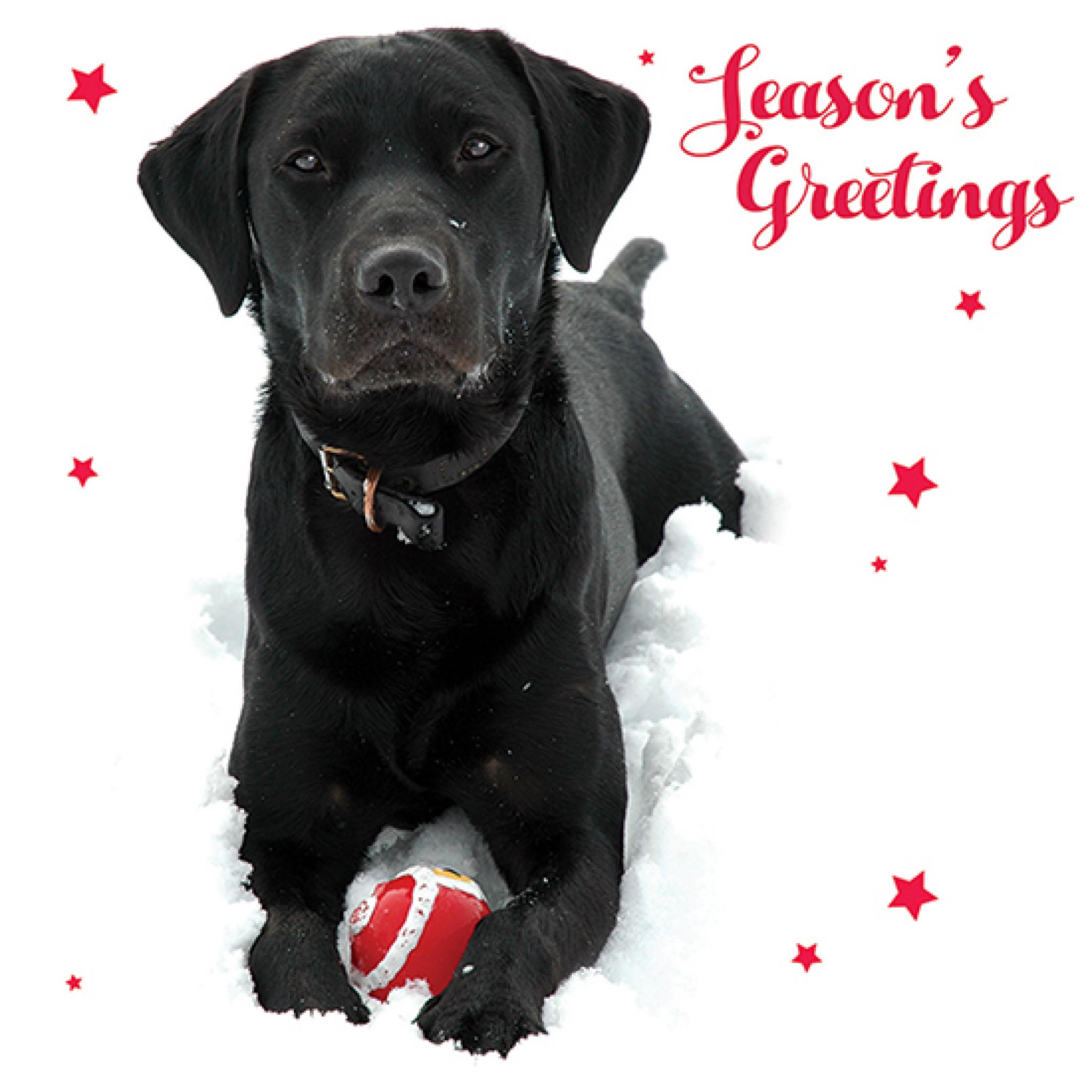 Charity Christmas Card Pack - Labrador Fun!