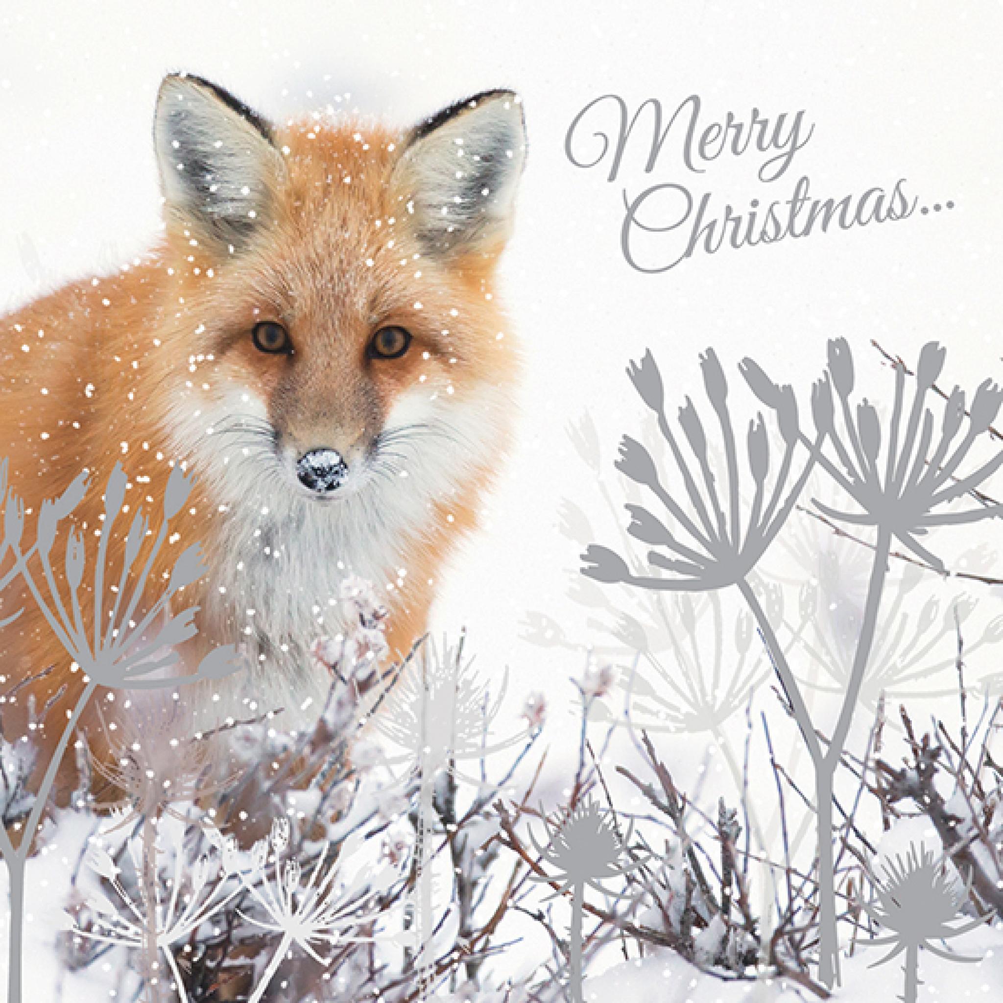 white stuff festive fox