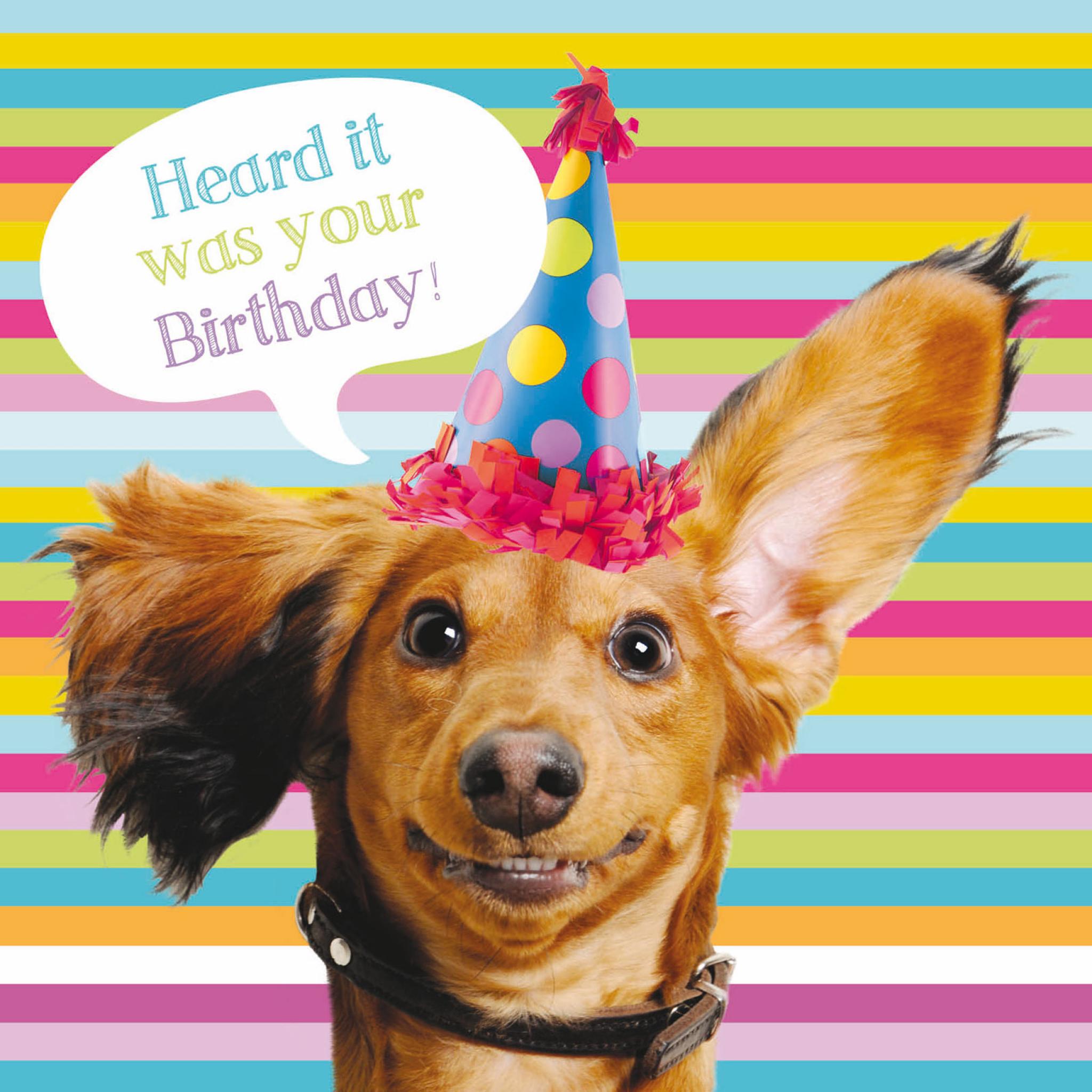 Pet Pawtrait Card - Sausage Dog Party (Birthday Card)