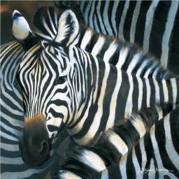 Pollyanna Pickering Collection - Zebra