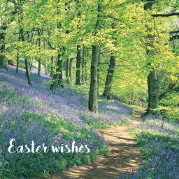 Easter Card Pack - Bluebell Woods