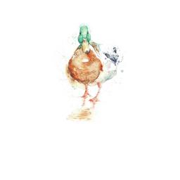Farm & Country Card - Duck