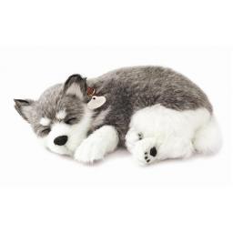Precious Petzzz - Alaskan Husky