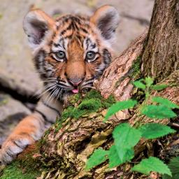 Caught On Camera Card Collection - Baby Tiger Ready To Pounce