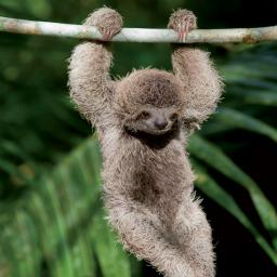 Caught On Camera Card Collection - Baby Sloth Hangin' Around