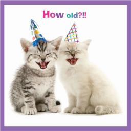 Pet Pawtrait Card - Laugh Yourself Silly (Birthday Card)
