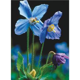 Beautiful Blanks Card - Himalayan Blue Poppy