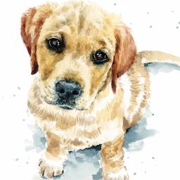 Puppy Dog Eyes Card Collection - Labrador Dougie