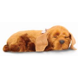 Perfect petzzz outlet cocker spaniel