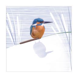 RSPB Nature Trail Card - Kingfisher