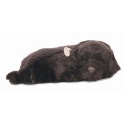 Precious Petzzz - Black Labrador