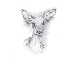 Farm & Country Card - Doe