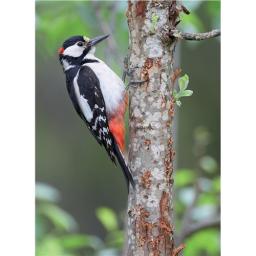 Animal Blank Card - Woodpecker