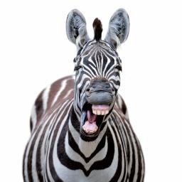 Caught On Camera Card Collection - Zebra Goofing Around