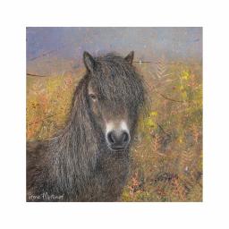 Enchanted Wildlife Card - Exmoor Pony