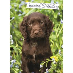 Animal Birthday Card - Chocolate Labrador Puppy