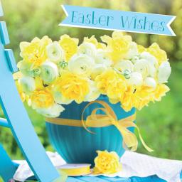 Easter Card Pack - Daffodils