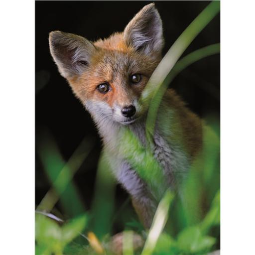 Animal Blank Card - Fox Cub