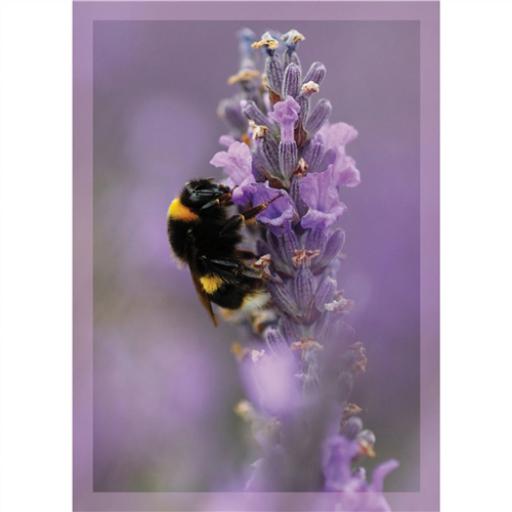 RSPB - Notecard Pack (Bumblebee)