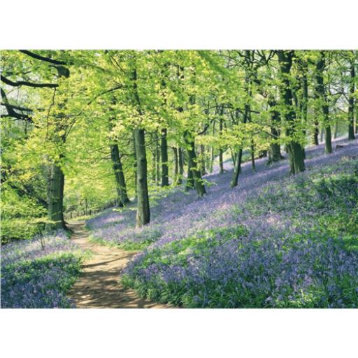 Beautiful Blanks Card - Bluebell Wood