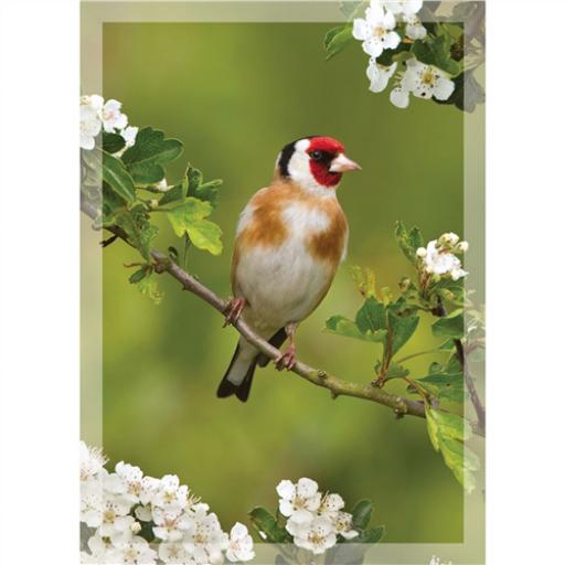 RSPB - Notecard Pack (Goldfinch)