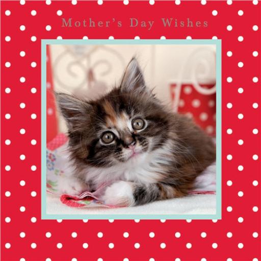 Mother's Day Card - Kitten