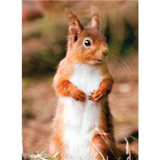 Animal Blank Card - Red Squirrel