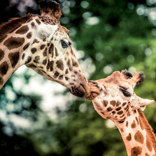 Caught On Camera Card Collection - Giraffes A Little Kiss