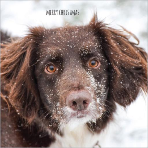 Charity Christmas Card Pack - Snowy Pup