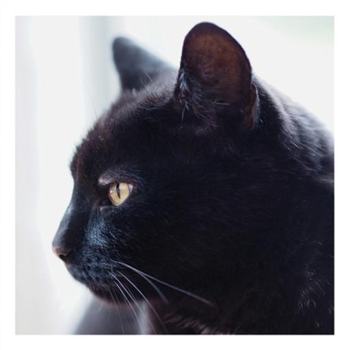 Cats Protection Card Black Cat