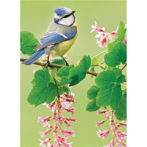Animal Blank Card - Blue Tit On Blossom