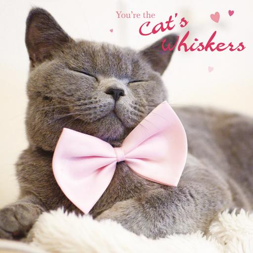 Anniversary Card - Cat's Whiskers (Open)