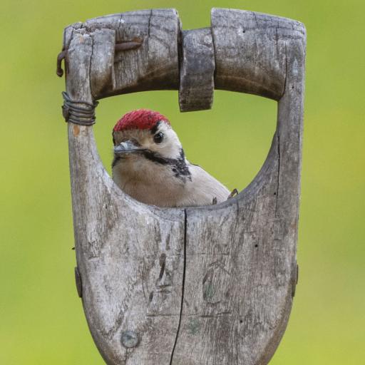 Countryside Collection Card - Peeping Woodpecker
