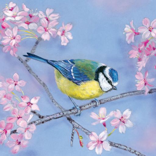 Quayside Gallery Card Collection - Blue Tit &amp; Blossom