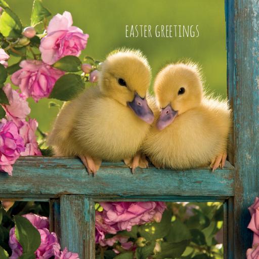 Easter Card Pack - Cute Easter Chicks