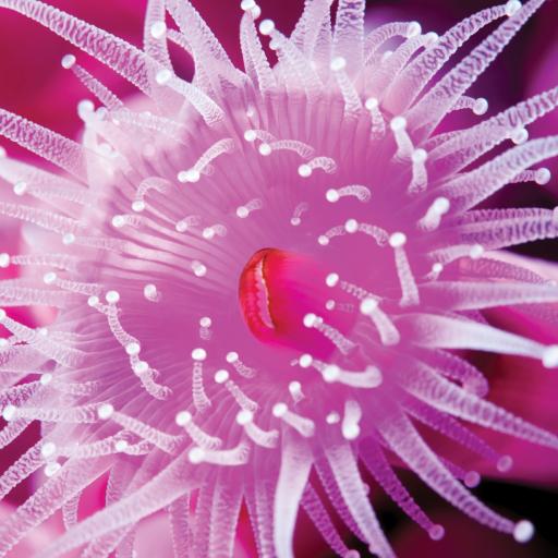 What On Earth (Plastic Free Cards) - Jewel Anemone