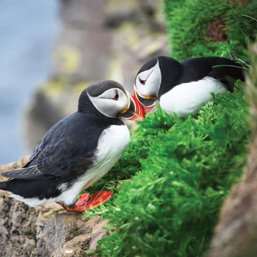 What On Earth (Plastic Free Cards) - Puffins