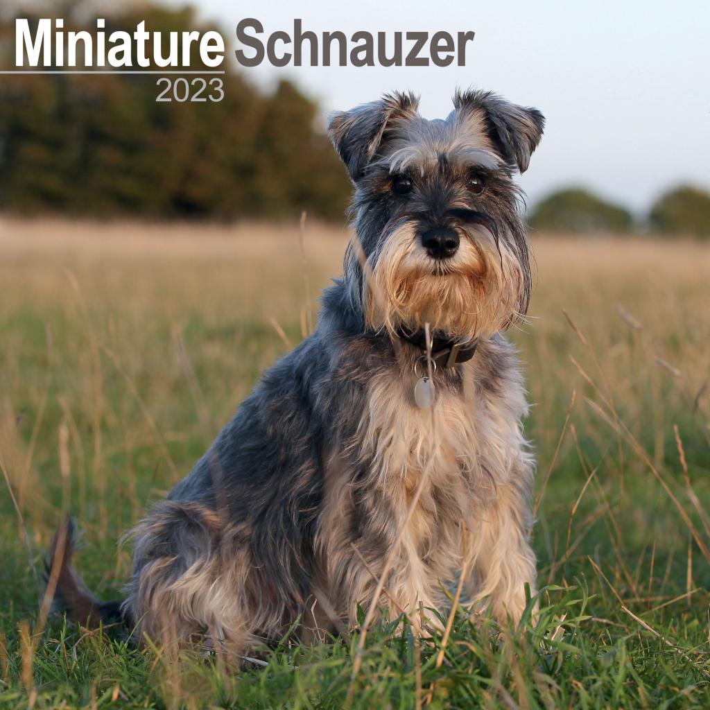 Miniature Schnauzer Wall Calendar 2023