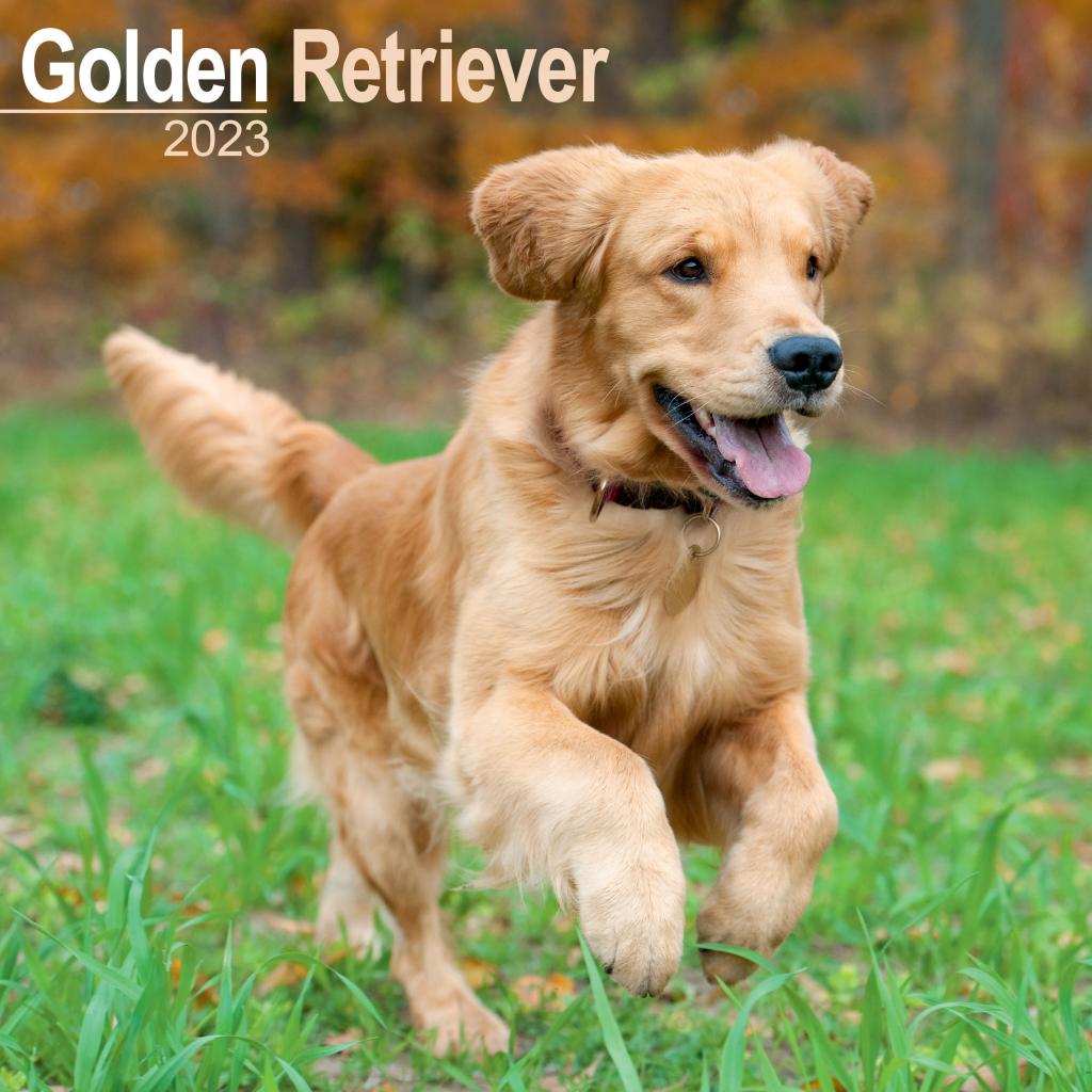 Golden Retriever Wall Calendar 2023 Golden Retriever Wall Calendar 2023