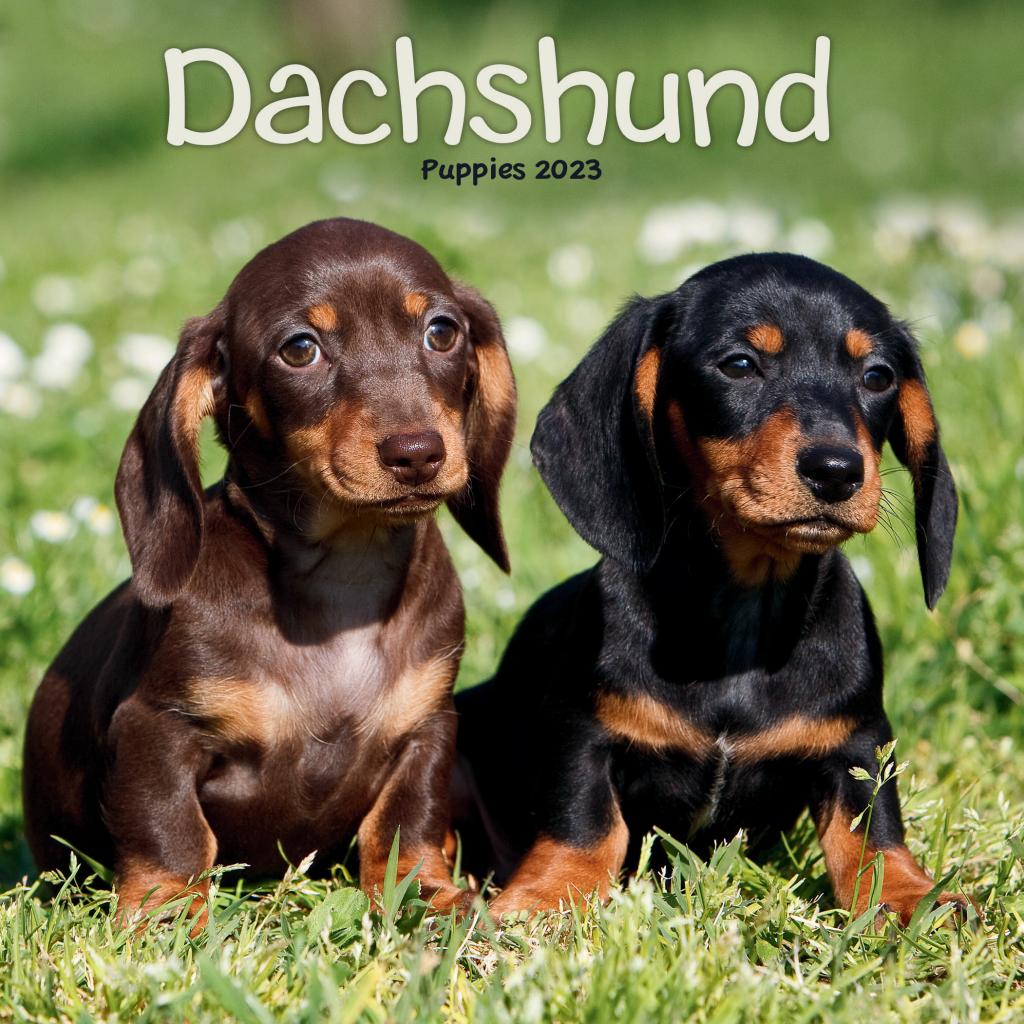 Dachshund Puppies Mini Wall Calendar 2023