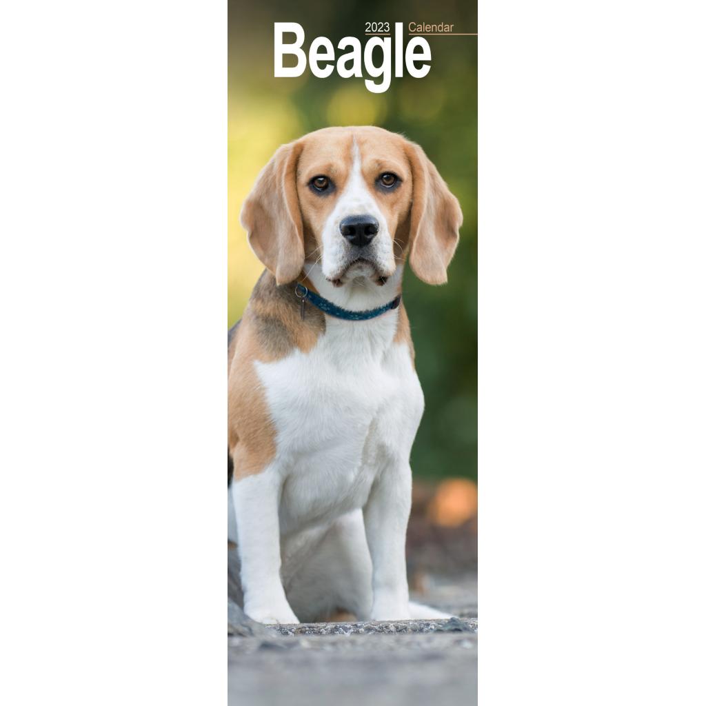 Beagle Slim Calendar 2023