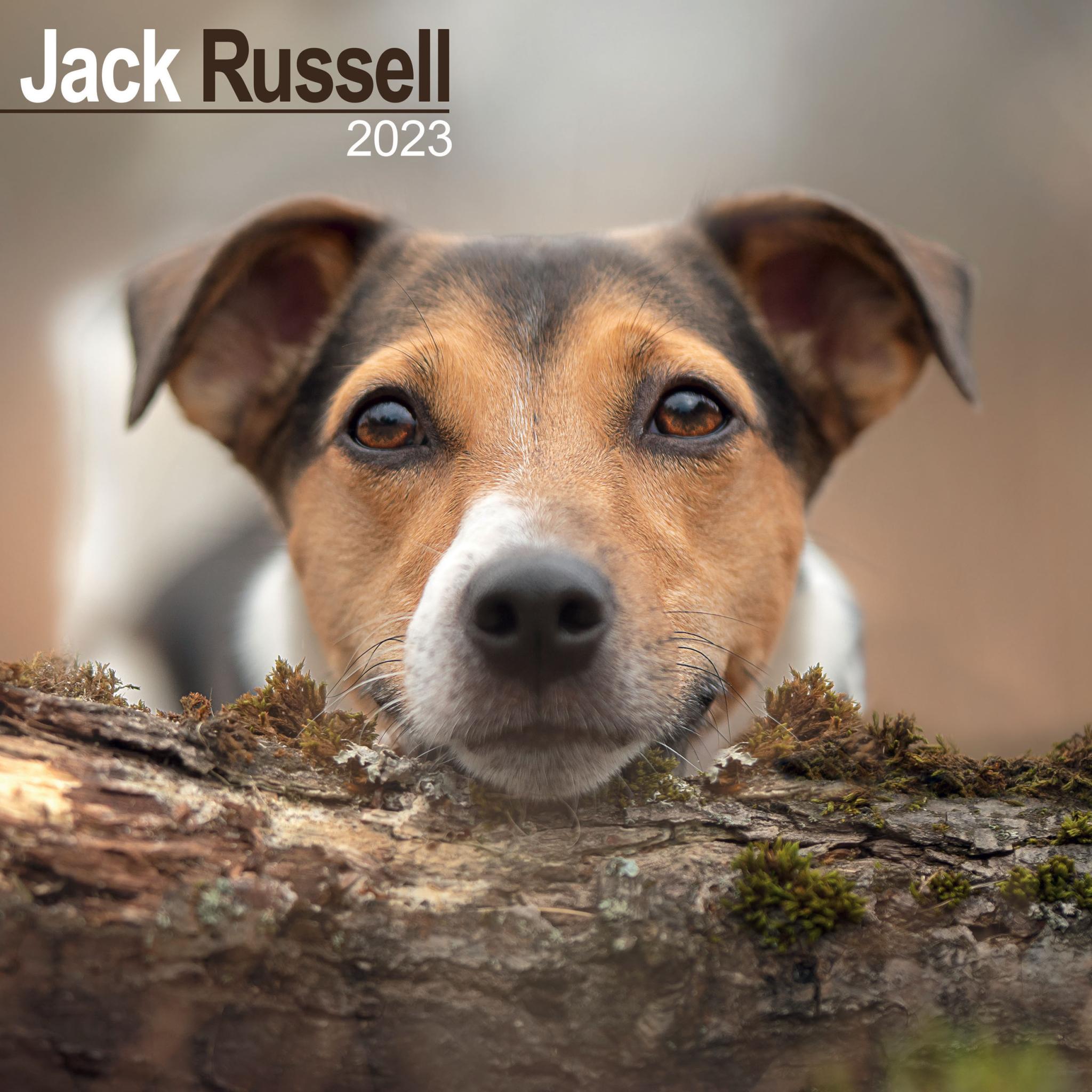 jack-russell-wall-calendar-2023