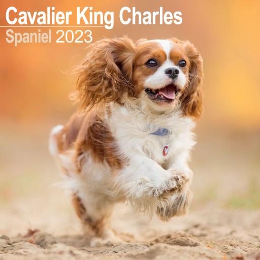 Cavalier King Charles Spaniel Wall Calendar 2023