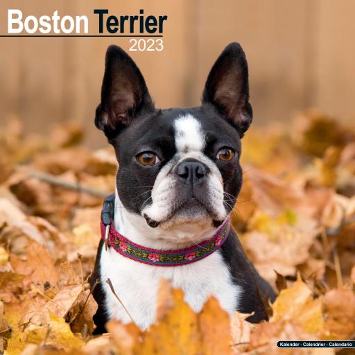 Boston Terrier Wall Calendar 2023