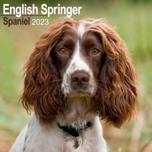 English Springer Spaniel Wall Calendar 2023