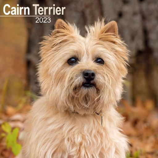 Cairn Terrier Wall Calendar 2023