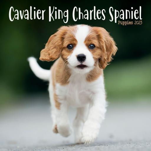 Cavalier King Charles Spaniel Puppies Mini Wall Calendar 2023